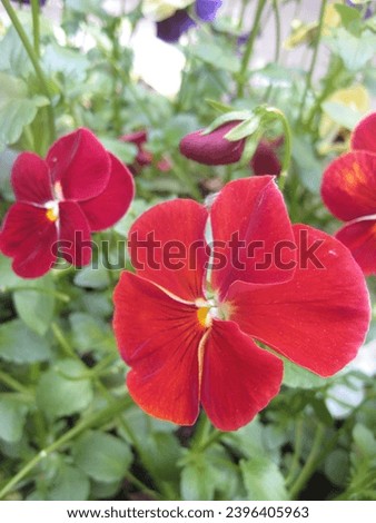 macro photo with decorative floral background of red flowers of the herbaceous plant Viola tricolor for garden landscaping as a source for prints, posters, decor, interiors, wallpaper, advertising