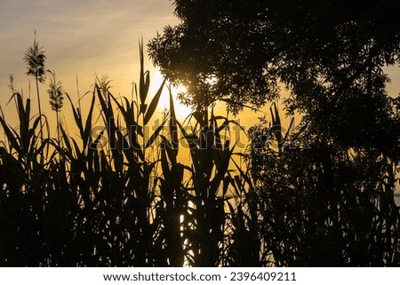 The Green Cortaderia Selloana Pumila feather pampas grass next to the lake on the orange sunset sky background Royalty-Free Stock Photo #2396409211
