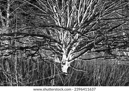 Tree with bare branches in forest, winter landscape, cold weather, natural background for text, black and white photo, invert photo
