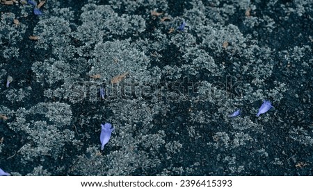 Close up view of a small cluster of Lichen on a tar sealed road.