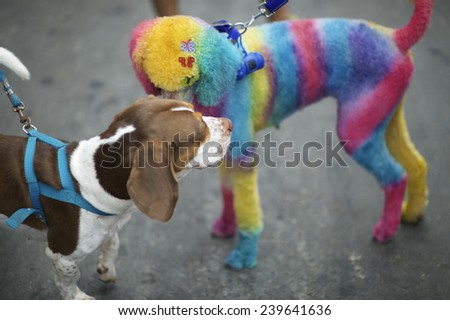 Beagle meets bright rainbow poodle at the Rio Blocao Animal Carnival parade for dogs