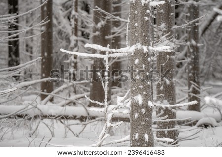 snow covered spruce trees, winter in forest
