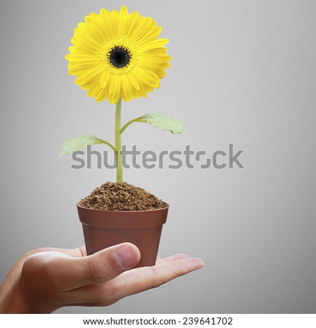 Hand holding a gerber daisy