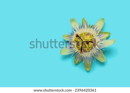 close up of passiflora flower head over blue background, top view