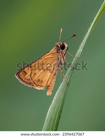 Skipper Butterfly is perched and resting on green grass with a natural green background 