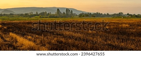 Rice field of fire burning rice straw of panorama view Royalty-Free Stock Photo #2396427655