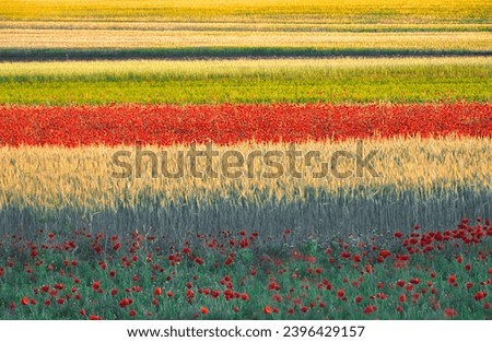 Fields of crops and poppies forming colorful bands, in spring, in the La Sagra region of Toledo (Spain).