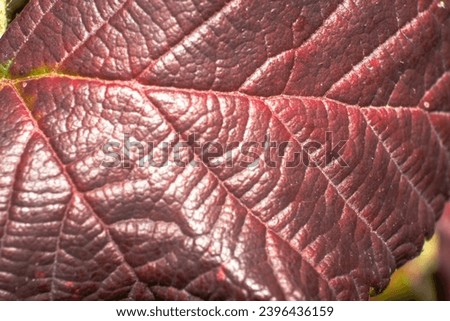 A macro photo of a leaf with its vein details.