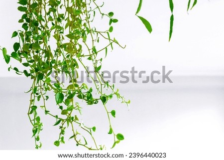Ornamental plants with long green leaves hanging down against a pure white backdrop, creating a striking contrast of nature's beauty. Suitable for use as a minimalist backdrop or ornamental plants.