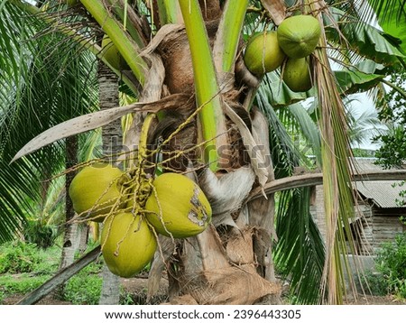 Cocos nucifera, commonly known as the coconut, is a tropical plant belonging to the Arecaceae family, prized for its multifaceted ecological roles and economically significant products. Royalty-Free Stock Photo #2396443305