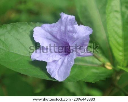 Wild purple kentana or Pletekan is a blue or purple bush that has dry brown fruit that can explode when exposed to water. Wild purple date palm is a species of flowering plant that belongs to the Acan Royalty-Free Stock Photo #2396443883