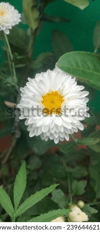 Chrysanthemum (English: Chrysanthemum; sometimes called mums or chrysanths, scientific name: Chrysanthemum indicum L.) is a well-known flower. There are many species of this flower. Most of the specie