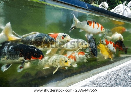 some fish swim in the outdoor aquarium in the Selecta Park