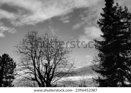 Silhouettes trees, trees with branches, orange heaven with clouds, forest and sky, autumn magical landscape, black and white photo