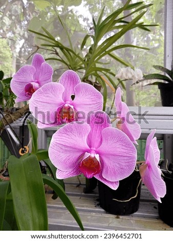 Orchid are the flower is colorful, fragrant, and vary in size from microscopic plants (Platystele), to long vines (Vanilla), to gigantic plants (Grammatophylum). This picture is Phalaenopsis orchid.
