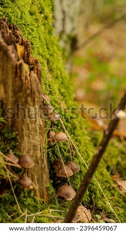 macro picture of mushrooms in the forest  Royalty-Free Stock Photo #2396459067