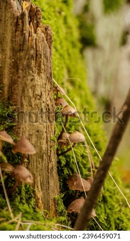 macro picture of mushrooms in the forest  Royalty-Free Stock Photo #2396459071