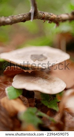 macro picture of mushrooms in the forest  Royalty-Free Stock Photo #2396459075