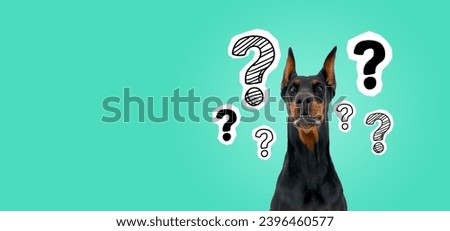 Portrait of confused cute dog sitting over green copy space background with drawn question marks. Concept of planning and confusion