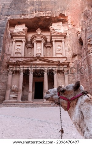 Close-up of a camel in front of Al-Khazneh in Petra