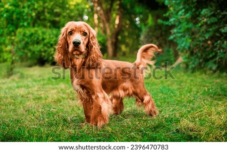 A cocker spaniel dog stands on the background of a green blurred forest. The dog has long and fluffy fur. He looks intently straight into the camera. Hunter. The photo is blurred. High quality photo