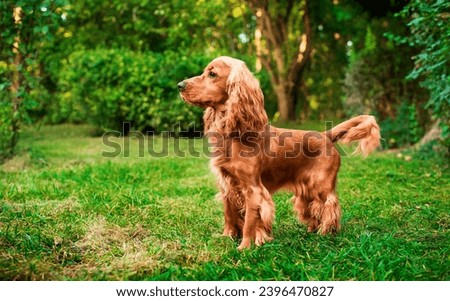 A dog of the cocker spaniel breed stands sideways against the background of the park. The dog has long and fluffy fur. He looks carefully to the side. Attention training. Hunter. The photo is blurred.
