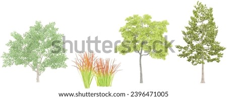 Imperata,Uglans nigra,Magnolia virginiana,Loblolly pine trees with transparent background, 3D rendering, for illustration, digital composition, architecture visualization