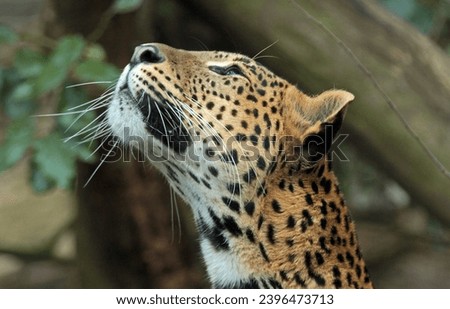Cheetah in Forest with Bokeh Background