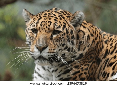 Cheetah in Forest with Bokeh Background