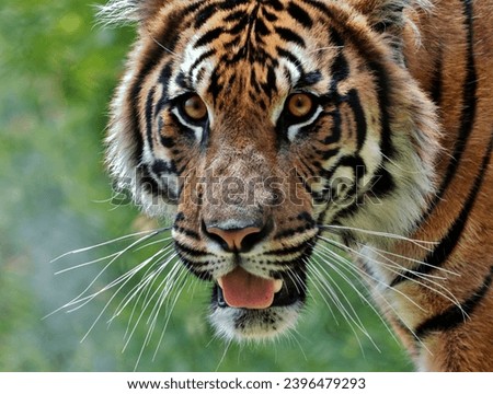 Closeup of Tiger with Bokeh Background