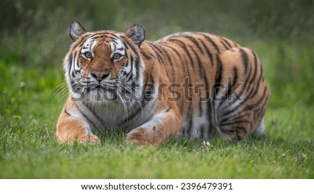 Closeup of Tiger with Bokeh Background
