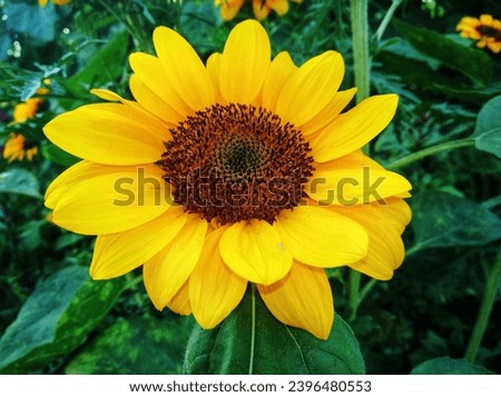 A Landscape Picture of SunFlower