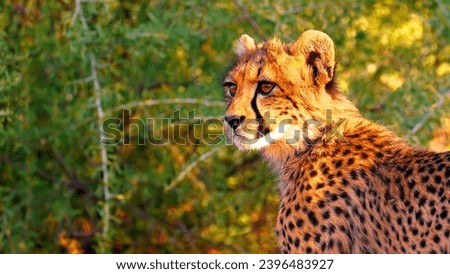 A cheetah, its golden coat adorned with black spots, gazing into the distance. Set against a backdrop of green foliage and trees, the cheetah embodies the vibrant life and alertness of the wild.