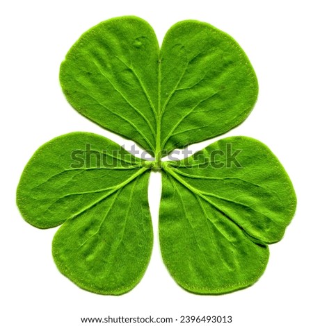 Fresh green three leaf clover leaves freshly plucked from branch, isolated on white background with high resolution