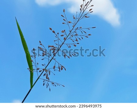 Small grass flowers and a bright sky.