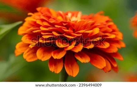 Macro Photography Close-up of an Orange Marigold