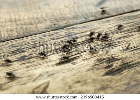 flies, groups of flies on a wooden table