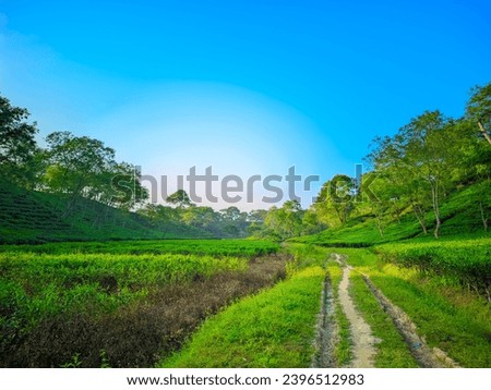 Natural beauty of a tea garden, wallpaper, scenery | stock image 