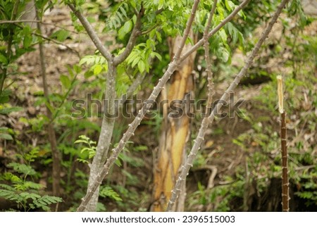 Abstract forest background - tree trunks and leaves in summer stock photo,Nature, Leaves, Photography - Image, Color image - Image type, Horizontal - Composition