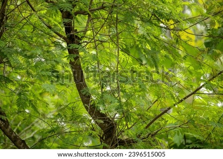 Abstract forest background - tree trunks and leaves in summer stock photo,Nature, Leaves, Photography - Image, Color image - Image type, Horizontal - Composition