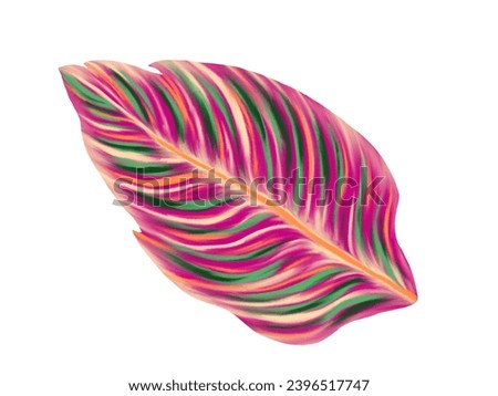 Tropical jungle palm leaf. Realistic hand drawn illustration. Isolated on white.