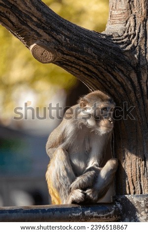 Pictures of Japanese macaques relaxing.