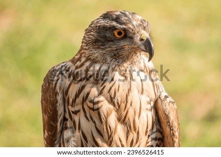 Close up shot of northern goshawk hawks on a sunny day.
