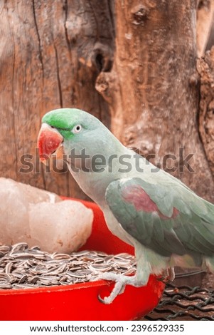 A photo of naughty and cute alexandrine parakeet parrots in the zoo.