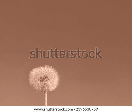 Abstract minimalism background with dandelion flower toned in apricot crush - the fashionable color of 2024 year,copy space