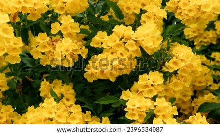 Nature background of fower yellow elder on the tree. Bright yellow flowers for background and textured with dark green leaves on black.