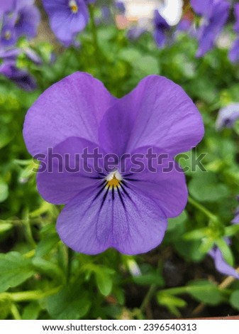 The garden pansy green leaves background 