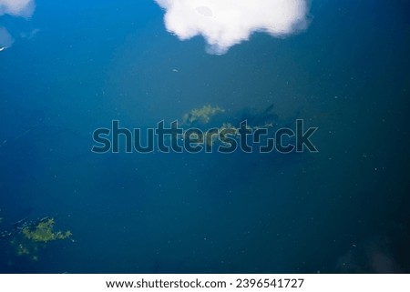 Water Plants in the Lake