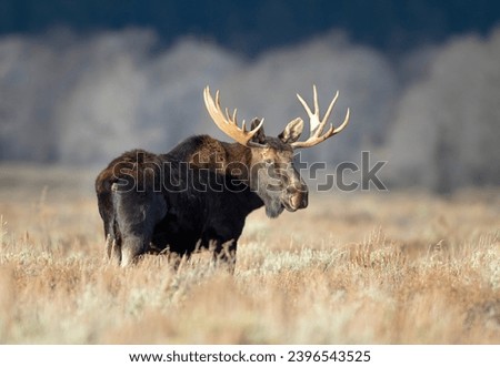 bull moose in open field with grass and sagebrush Royalty-Free Stock Photo #2396543525