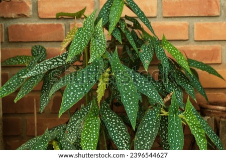Polka Dot Begonia (Begonia Maculata) Plant Royalty-Free Stock Photo #2396544627